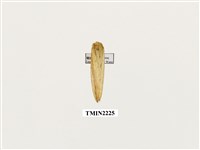 藏品(黃斜舟蛾)的圖片